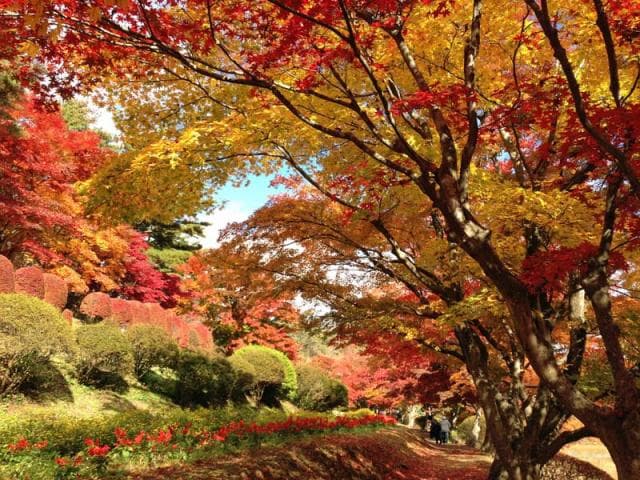 Autumn leaves in the nose of the snake