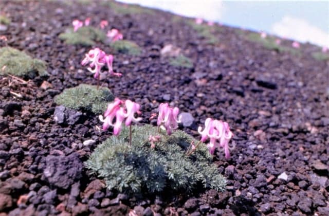 Komakusa (Akita-Komagatake)