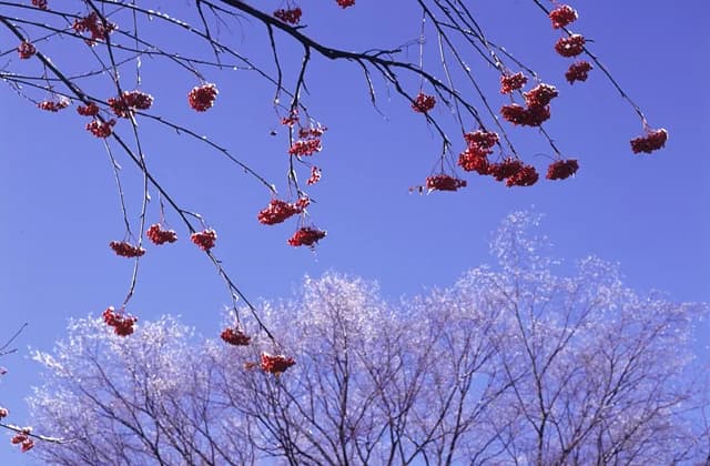 Nanakamado, azalea