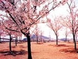 蜂ヶ峯総合公園/さくら