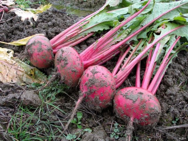 Red turnip
