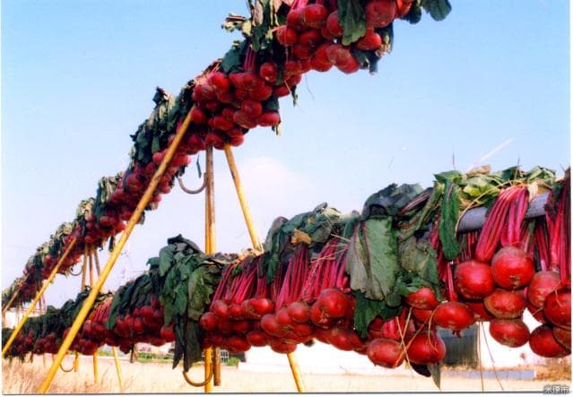 Red circle turnip sun-dried