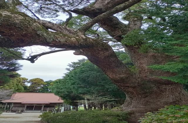 白角折神社のクス