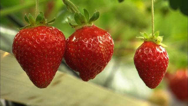 いちご狩り(世羅幸水農園)
