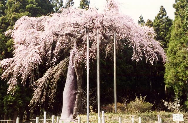Weeping cherry tree