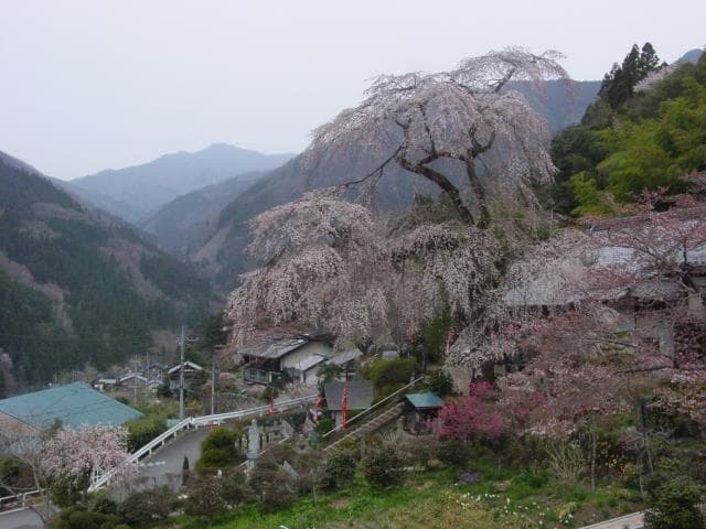 Weeping cherry tree