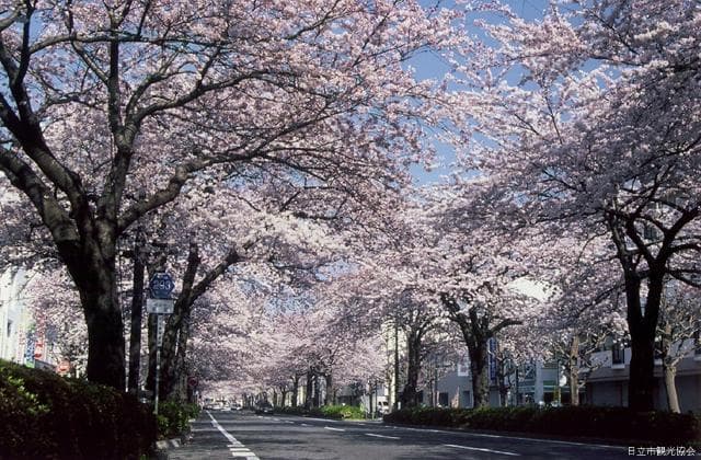 Cherry blossoms at Heiwa-dori St.