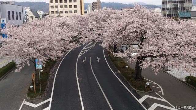 Cherry blossoms at Heiwa-dori St. (from the pedestrian bridge)