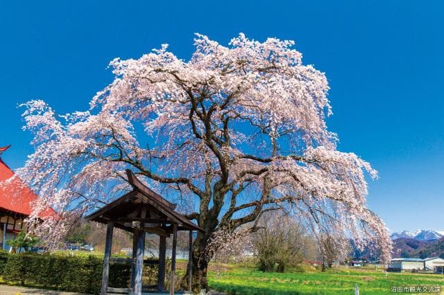 Weeping cherry tree at Amaterasu-ji Temple