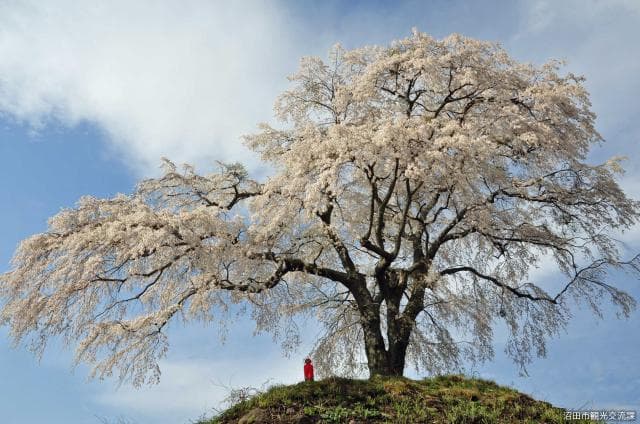 上発知のシダレザクラ1