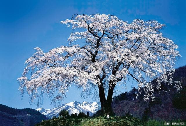 Weeping cherry tree 2