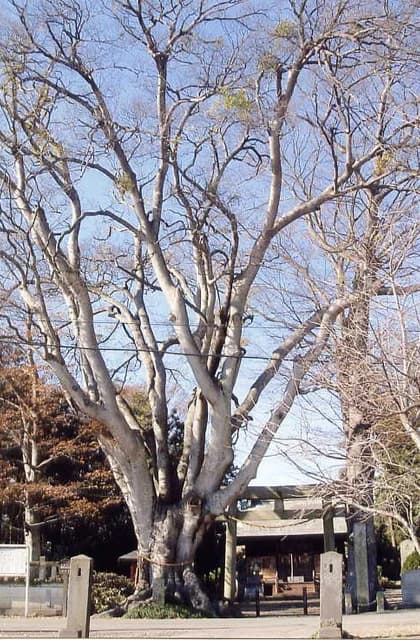 Enoki (enoki of chestgata-jinja Shrine)
