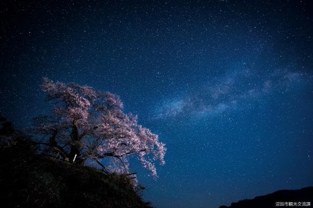 The night view of Higanzakura