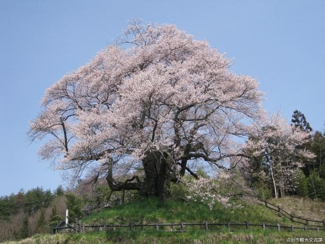 Higanzakura