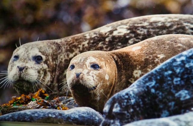 ゼニガタアザラシ