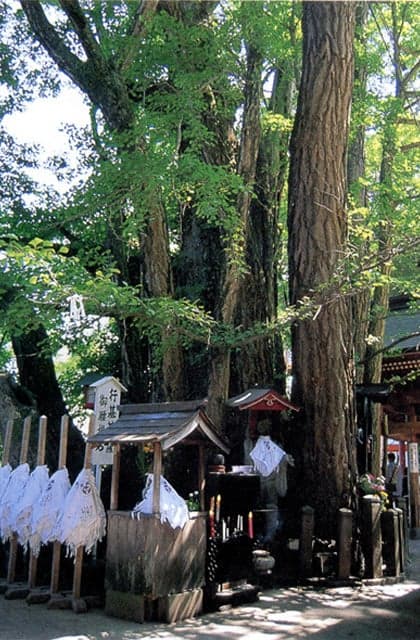 Milk ginkgo from Takatsuka