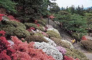 Azalea at Chiaki Park