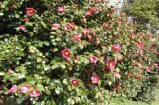 Camellia on the Tang Mulberry Peninsula