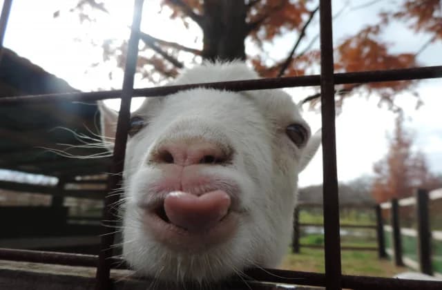 Goat