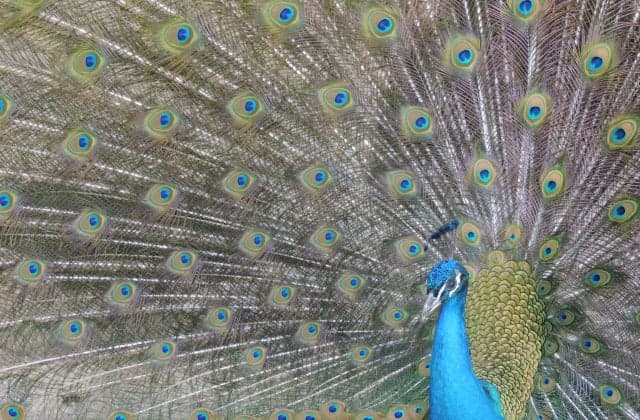 Peacock