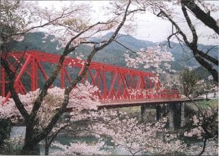 Cherry blossoms at Lake Okunobe