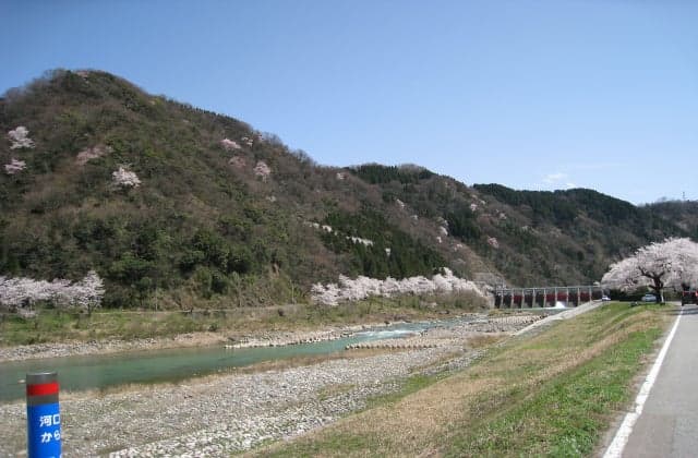 自生・点在するエドヒガンザクラ