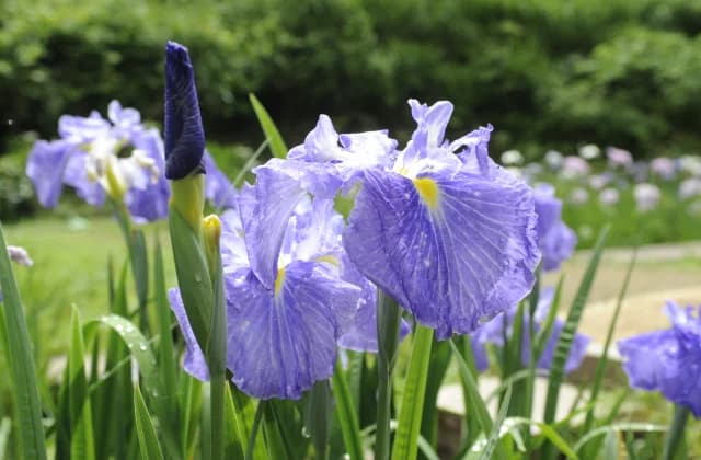 Yorinari's Forest Flower Shobu