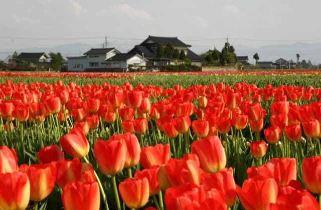 Tonami tulip field