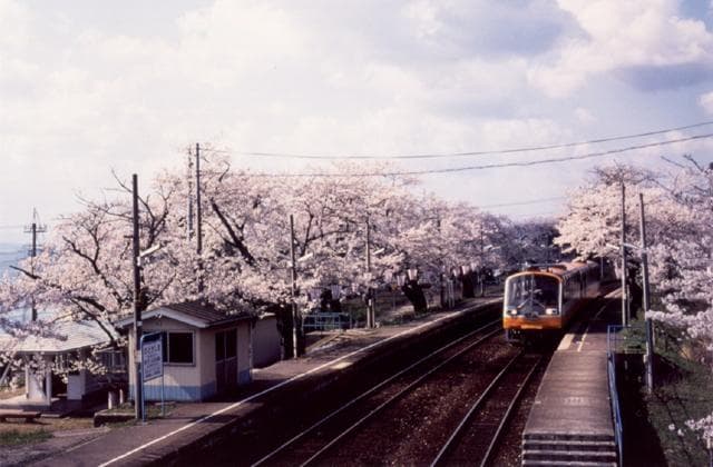 能登さくら駅の桜