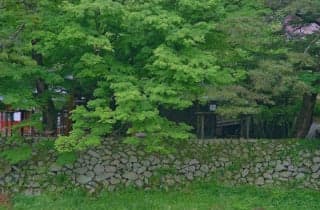 Yasaka Shrine fresh green