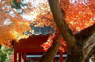 Yasaka Shrine Autumn Leaves