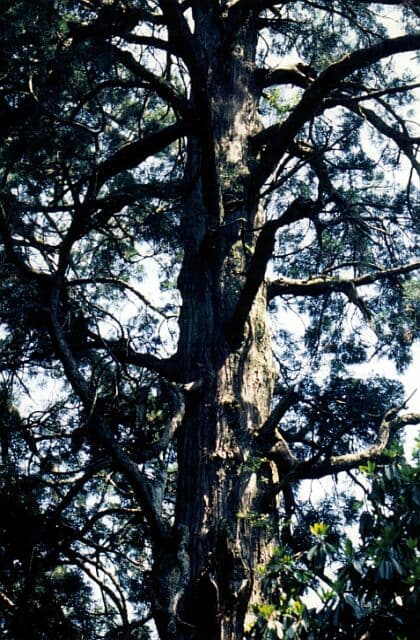 Gyoja cedar of Koishihara
