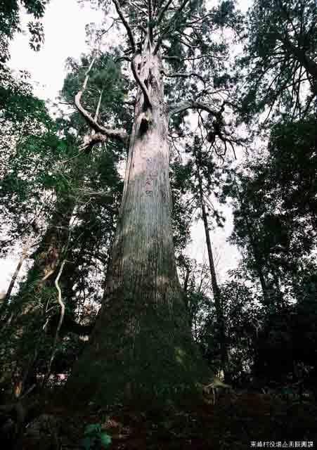 行者杉「大王杉」