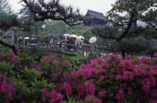 吉香公園/つつじ
