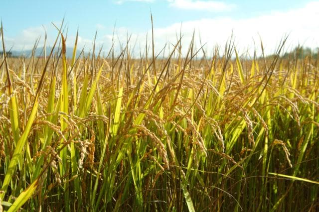 Golden rice field