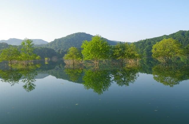 The submerged forest of Lake Kinshu