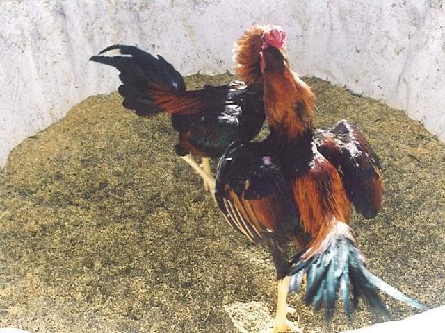 A fight with a strong fighting spirit