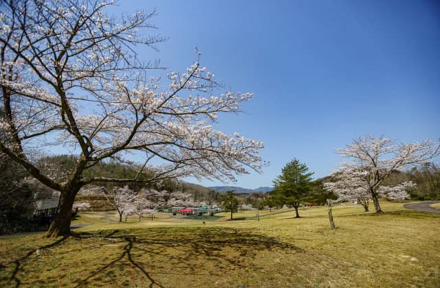 Cherry blossoms in the sun square ①