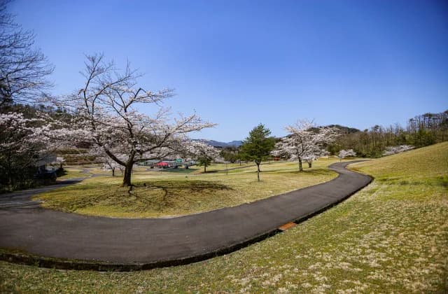 Cherry blossoms in the sun square ③
