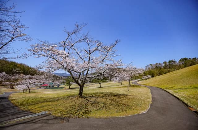Cherry blossoms in the sun square ④