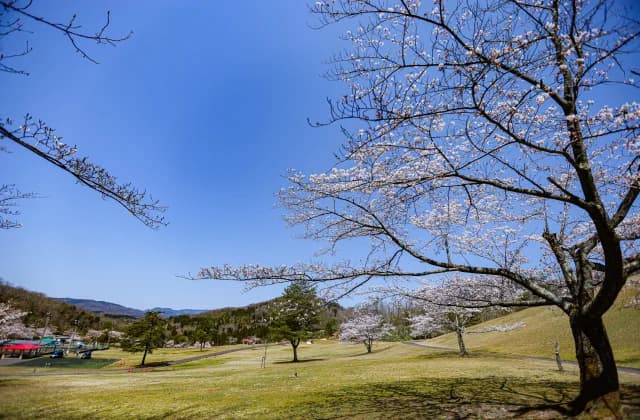 Cherry blossoms in the sun square ⑤