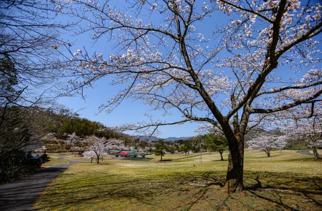 Cherry blossoms in the sun square ⑥