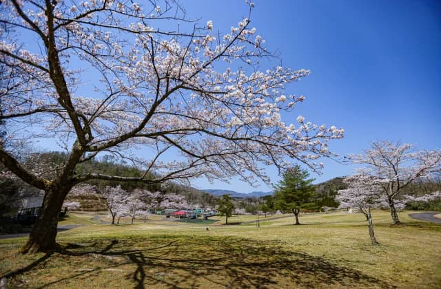Cherry blossoms in the sun square ⑦