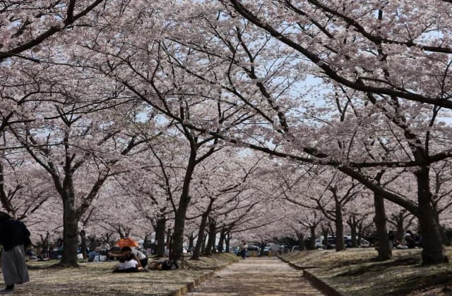 Sakura no Mori Park Photo