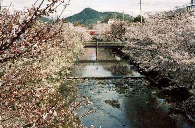 Cherry blossoms at the Gojo River embankment
