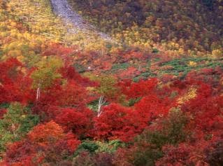 イワオヌプリ紅葉