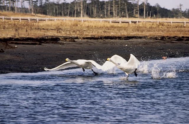 Swan of Lake Furen