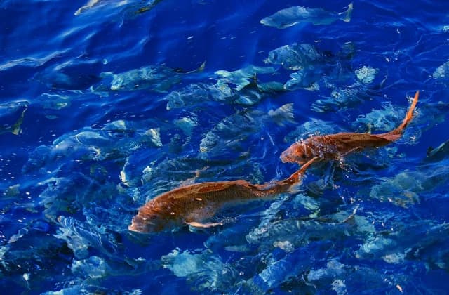 鯛の浦のタイ