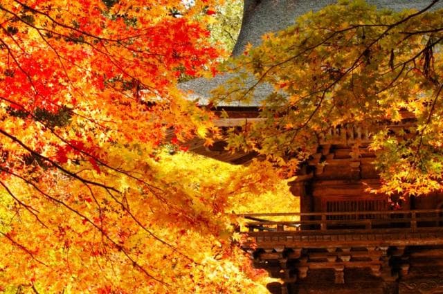 Romon Autumn