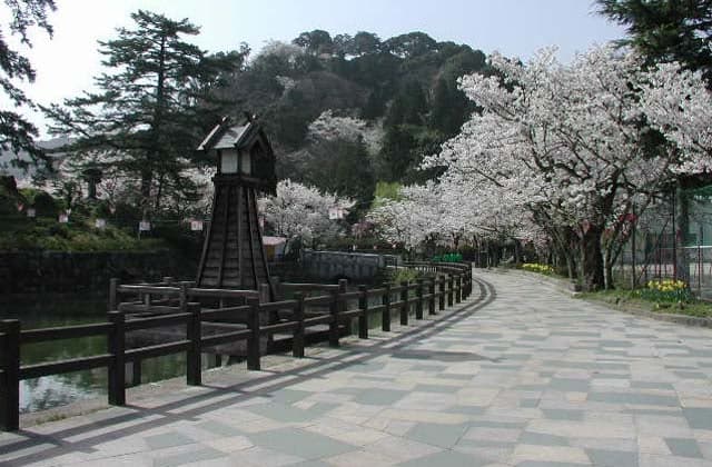 Cherry blossoms at the ruins of Kano Castle